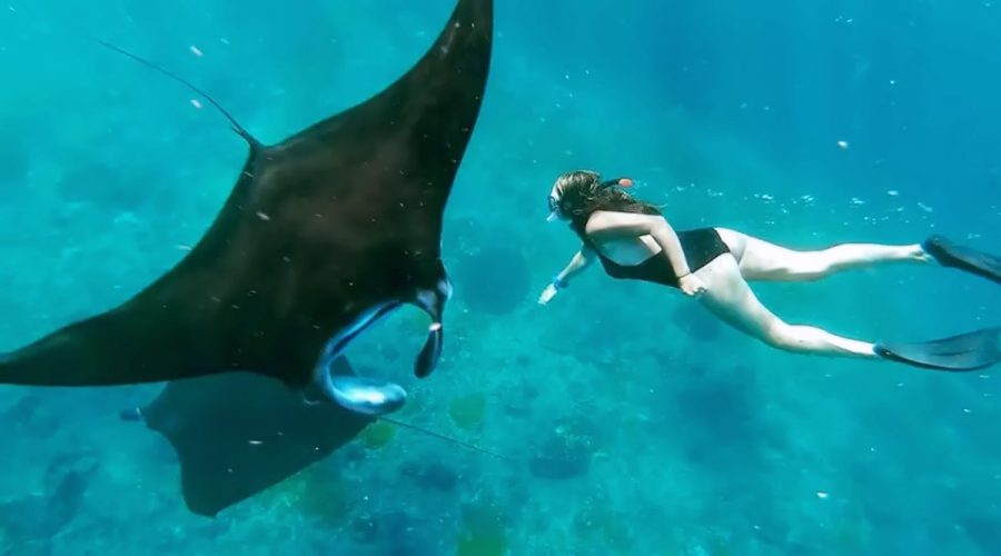 Snorkeling With Manta 1